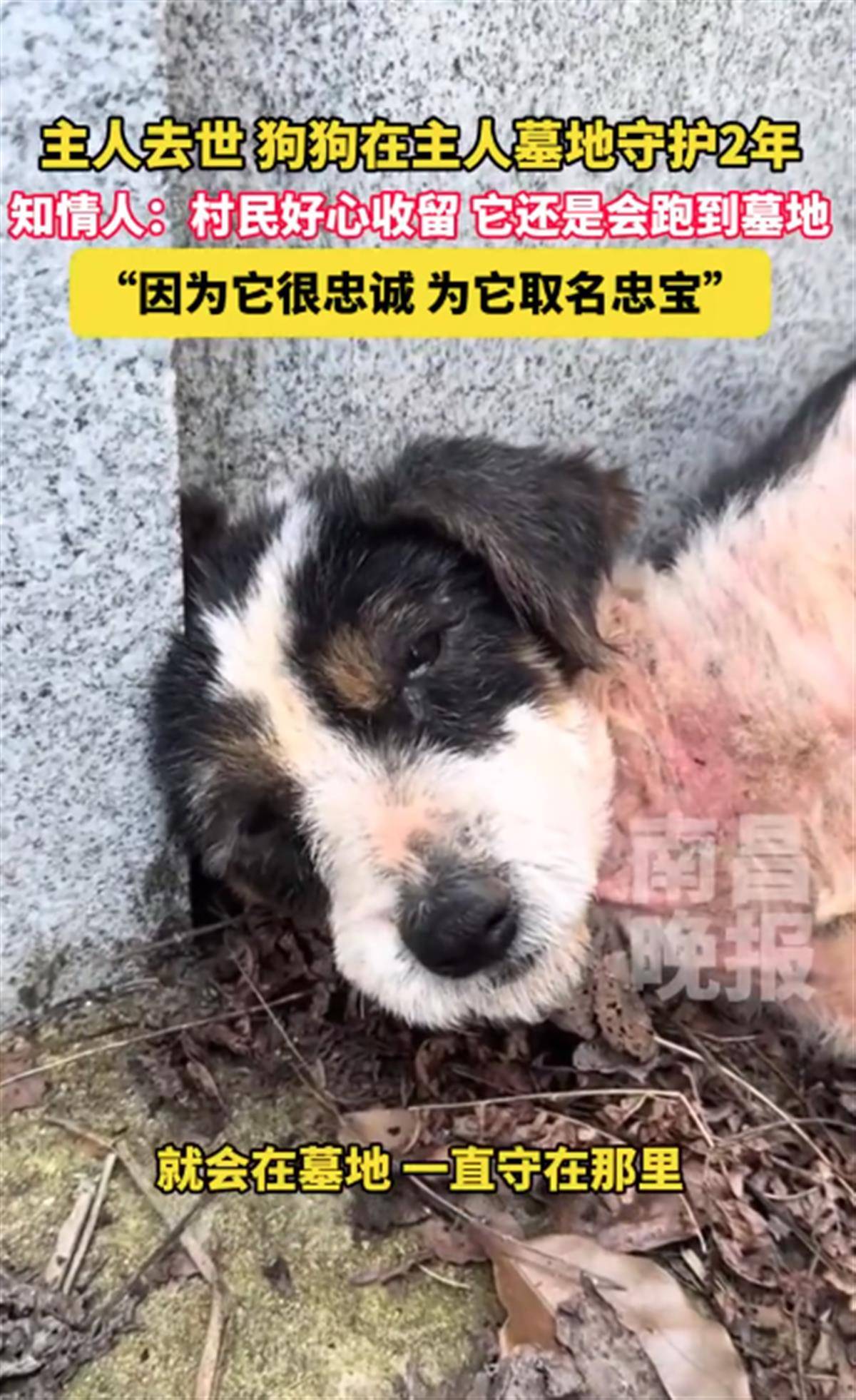 专家 狗对人的爱或超过对食物的爱 忠犬八公 网友赞现实版 主人去世狗狗守墓2年