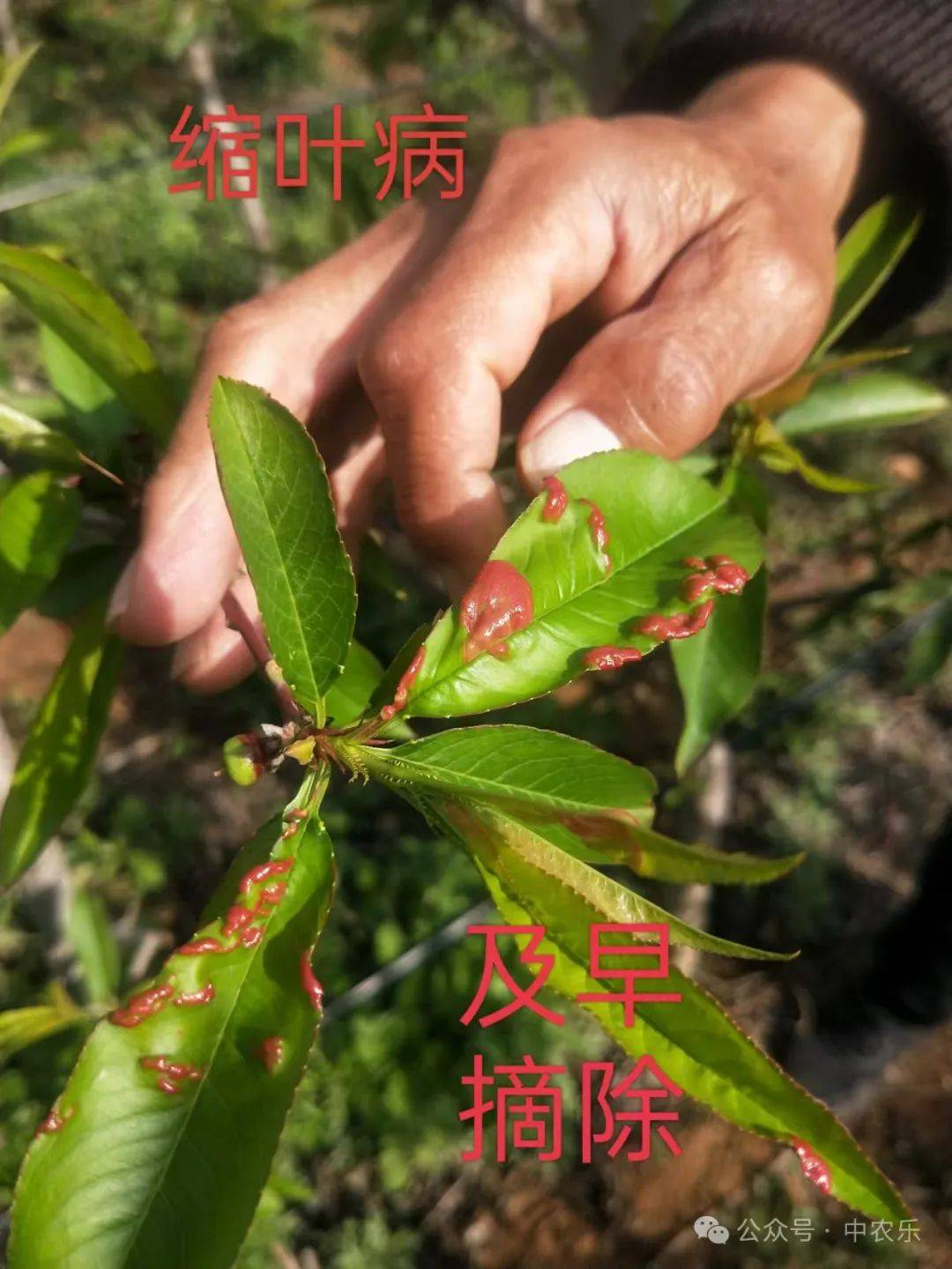 桃树生长季节发生病害的桃园要加强落叶后清园工作