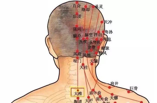 后颈窝长旋的位置图解图片