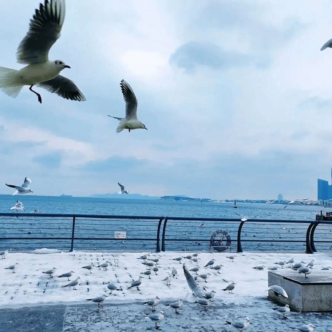 青岛海上旅游开启冬季运营 签约港企探索激活淡季市场