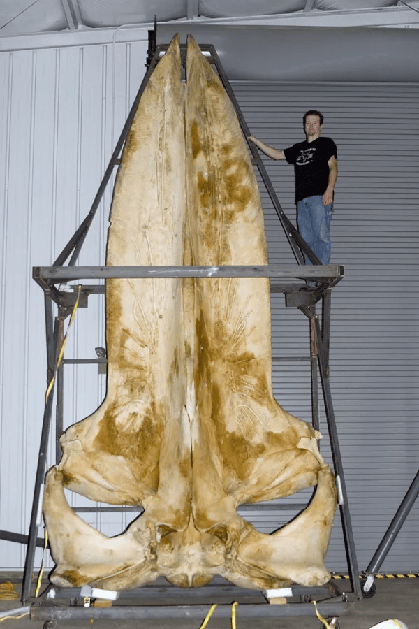埃及发现4300万年前半水生鲸鱼化石，埃及发现4300万年前半水生鲸鱼化石是真的吗