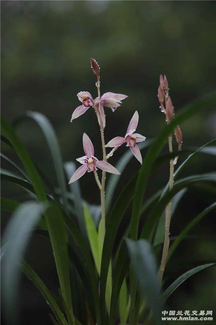 市长红便宜好花