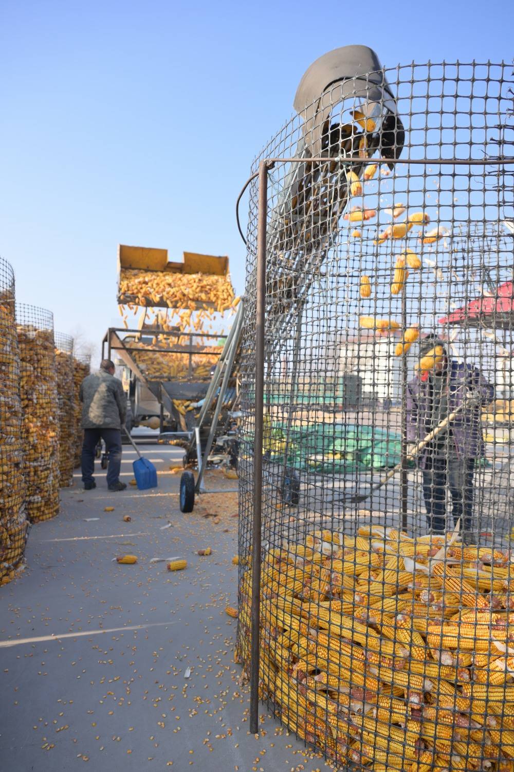 "北大仓"黑龙江:晒粮整地忙