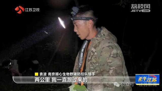 300斤大野猪被迅速捕猎!南京老山里有一队“野猪赏金猎人” 300斤大野猪被迅速捕猎!南京老山里有一队“野猪赏金猎人”