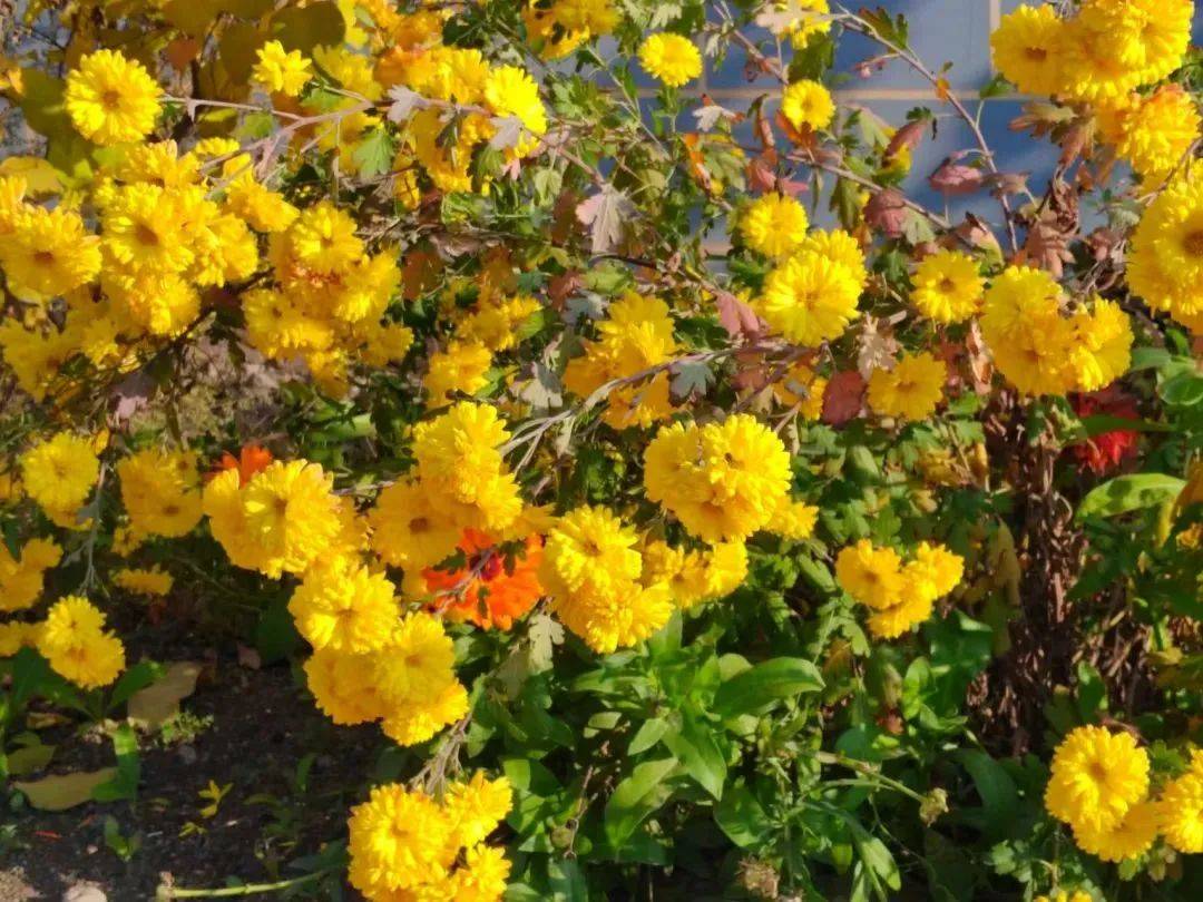 鲁家沟镇:"花带"点缀乡村路 和美乡村入画来