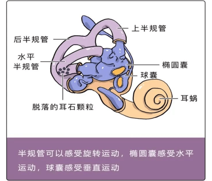 【眩晕小讲堂】“前庭神经炎”知多少（一）_患者_发病_治疗