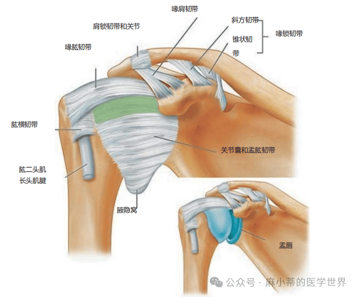 肩锁韧带断裂图片