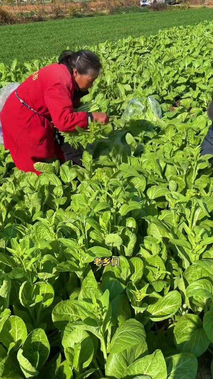 白菜苔种子农业种植