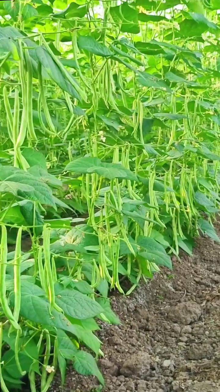 早熟四季豆,耐热耐旱农业种植 种植小技巧 豆角 四季豆