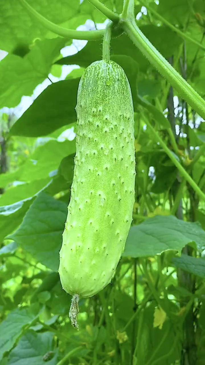 唐山秋瓜简单易种在家种菜秋播我的小菜园黄瓜种植