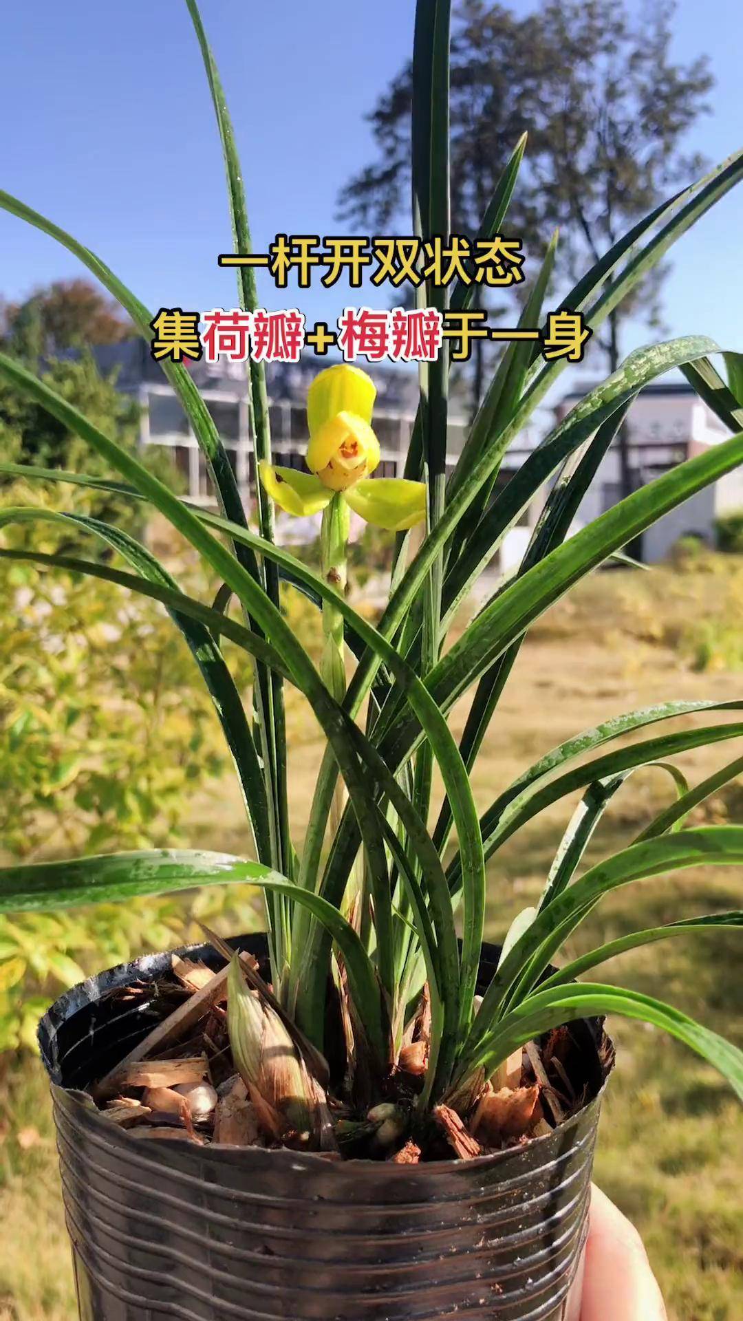 新品黄荷梅到货啦!有没有喜欢梅瓣的圆润,荷瓣的韵味的朋友?