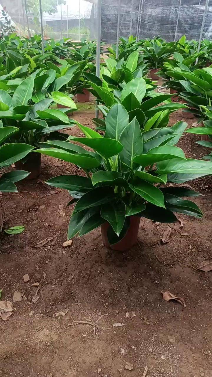 室内盆栽花卉大绿植图片