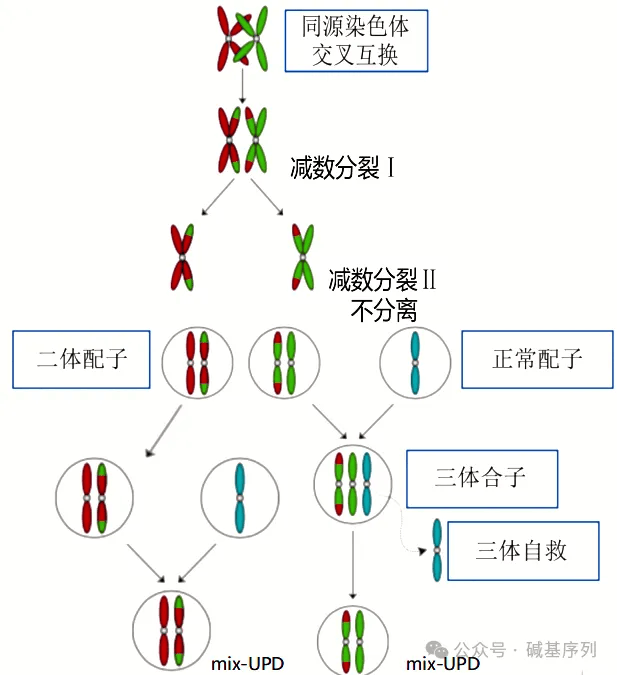 交叉互换产生配子图解图片