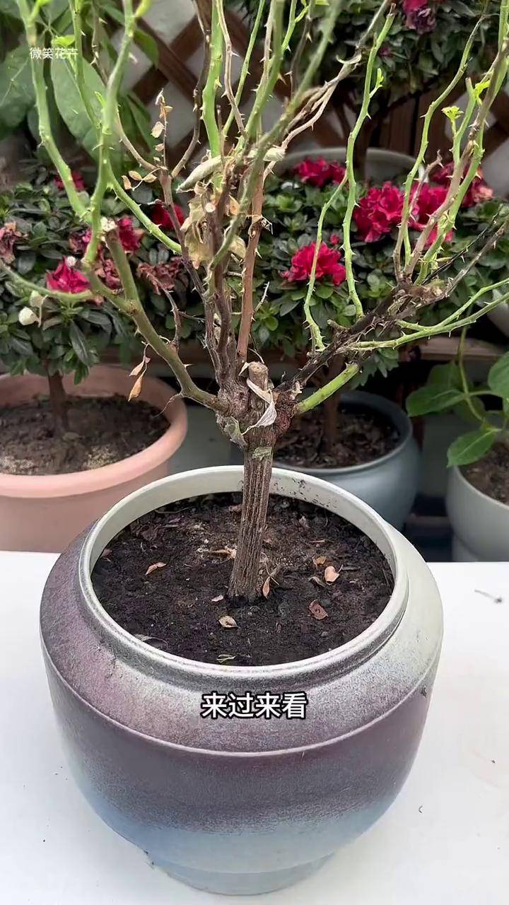 月季花苞下面黑杆图片