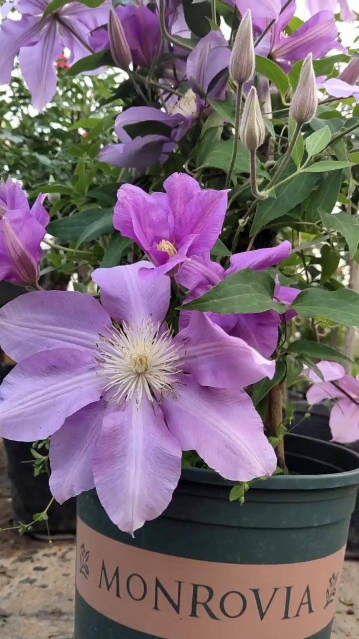 铁线莲,有喜欢的嘛,3季开花.