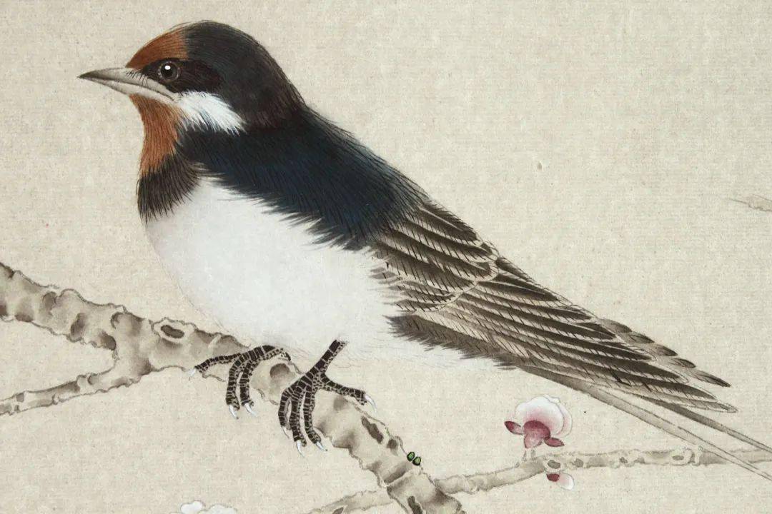 龚雪青工笔《​燕子》设色步骤解析