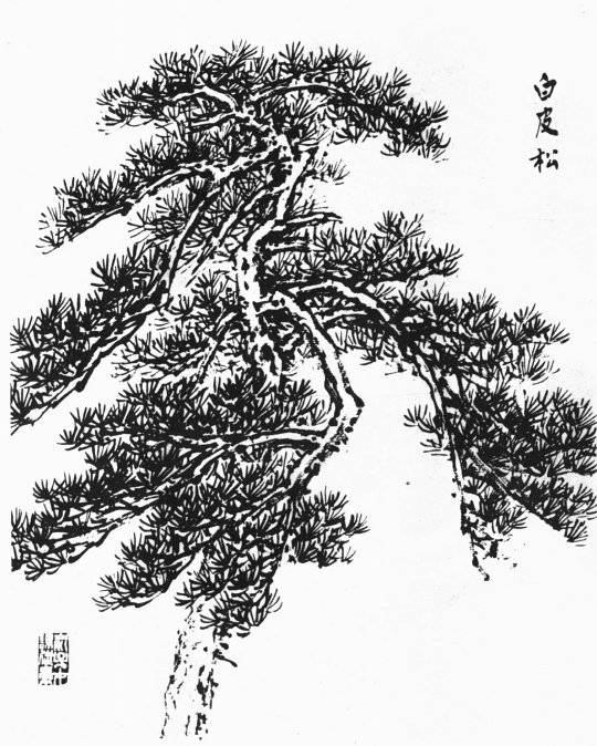 各种松树的画法示范_松针_书画_金雪松