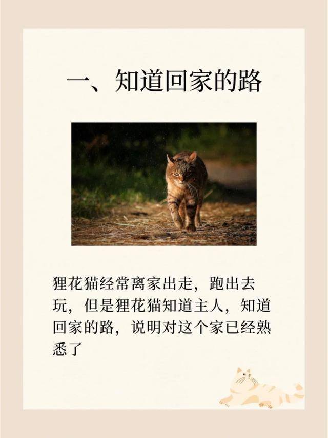 其实狸花猫早就被你 养熟 你却还不知道！ 了