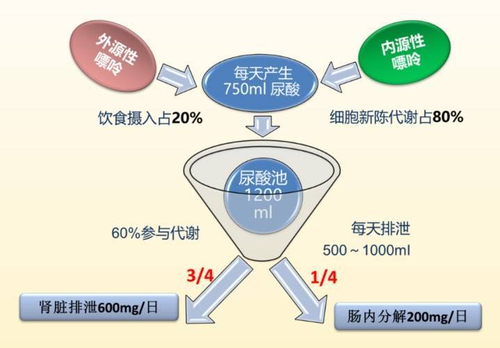你的尿酸,是怎么一步步失控的?