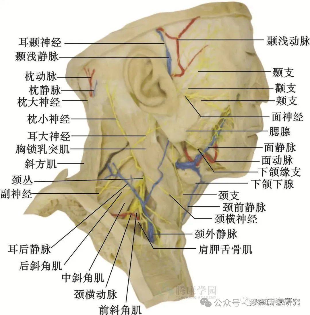 头上斜肌的位置图图片