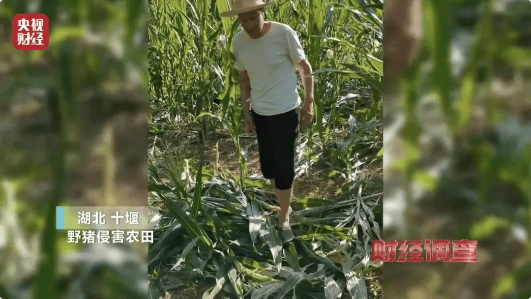 已确认，当场击毙！
