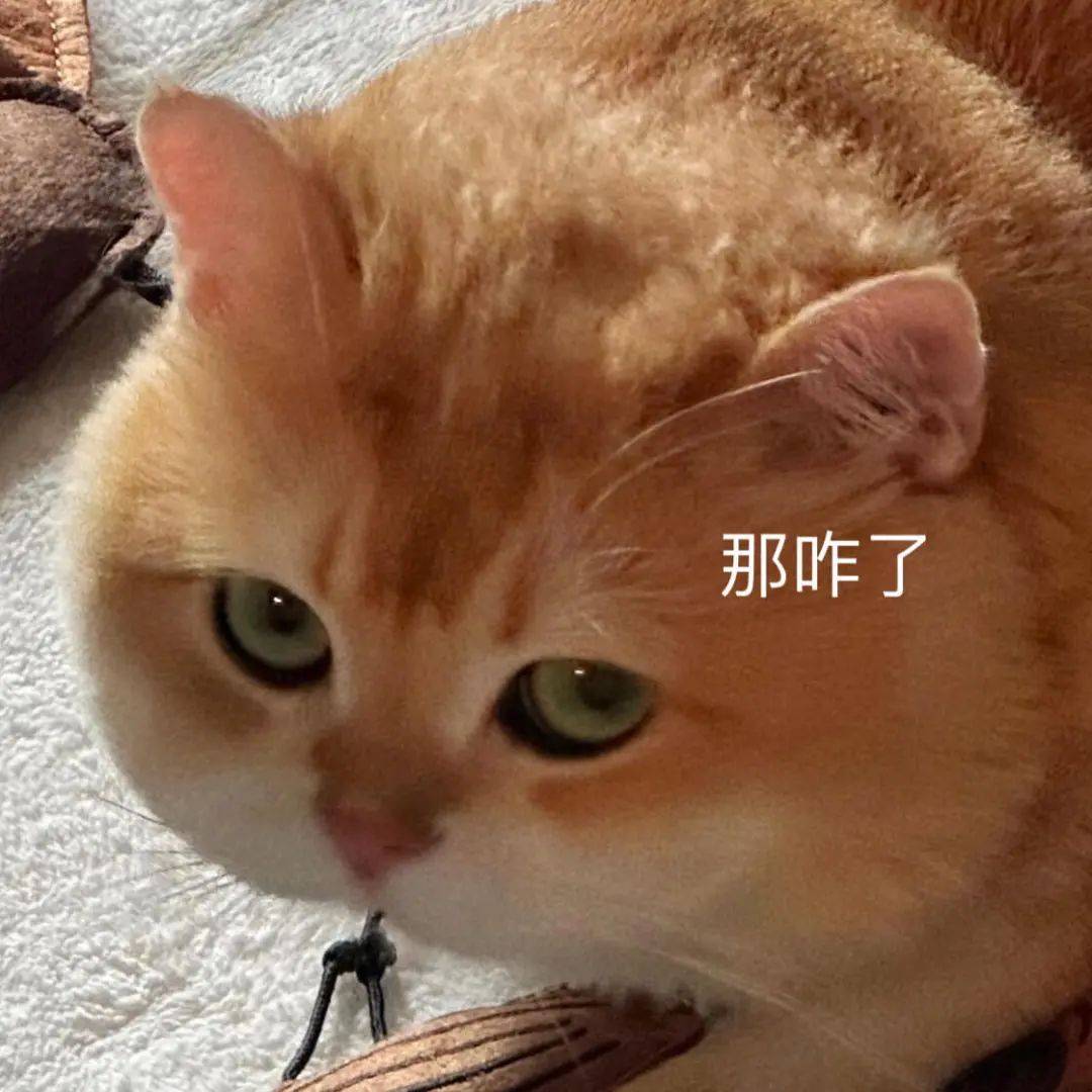 搞怪猫猫表情包