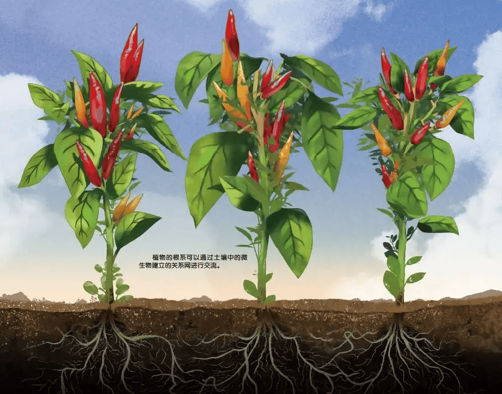 植物似乎能通过声音交流,这在科学家中引起争论——植物有智力吗?