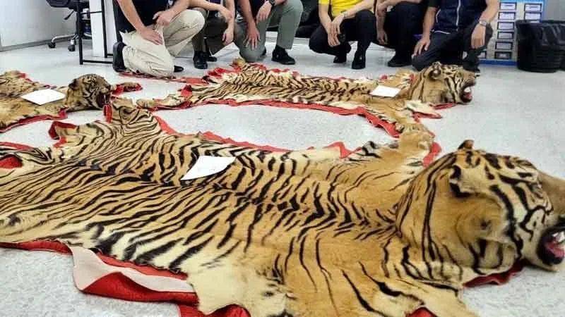 泰国一团伙卖虎皮牟利被捕