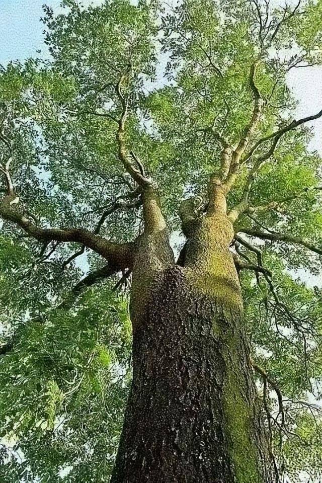 学义哥拜祭椿树王作者马其亚