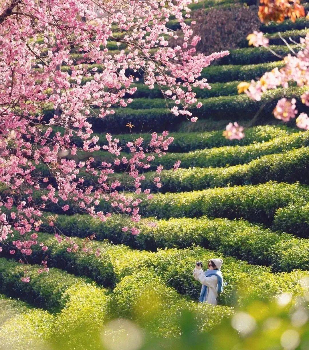 松尾芭蕉 樱花图片