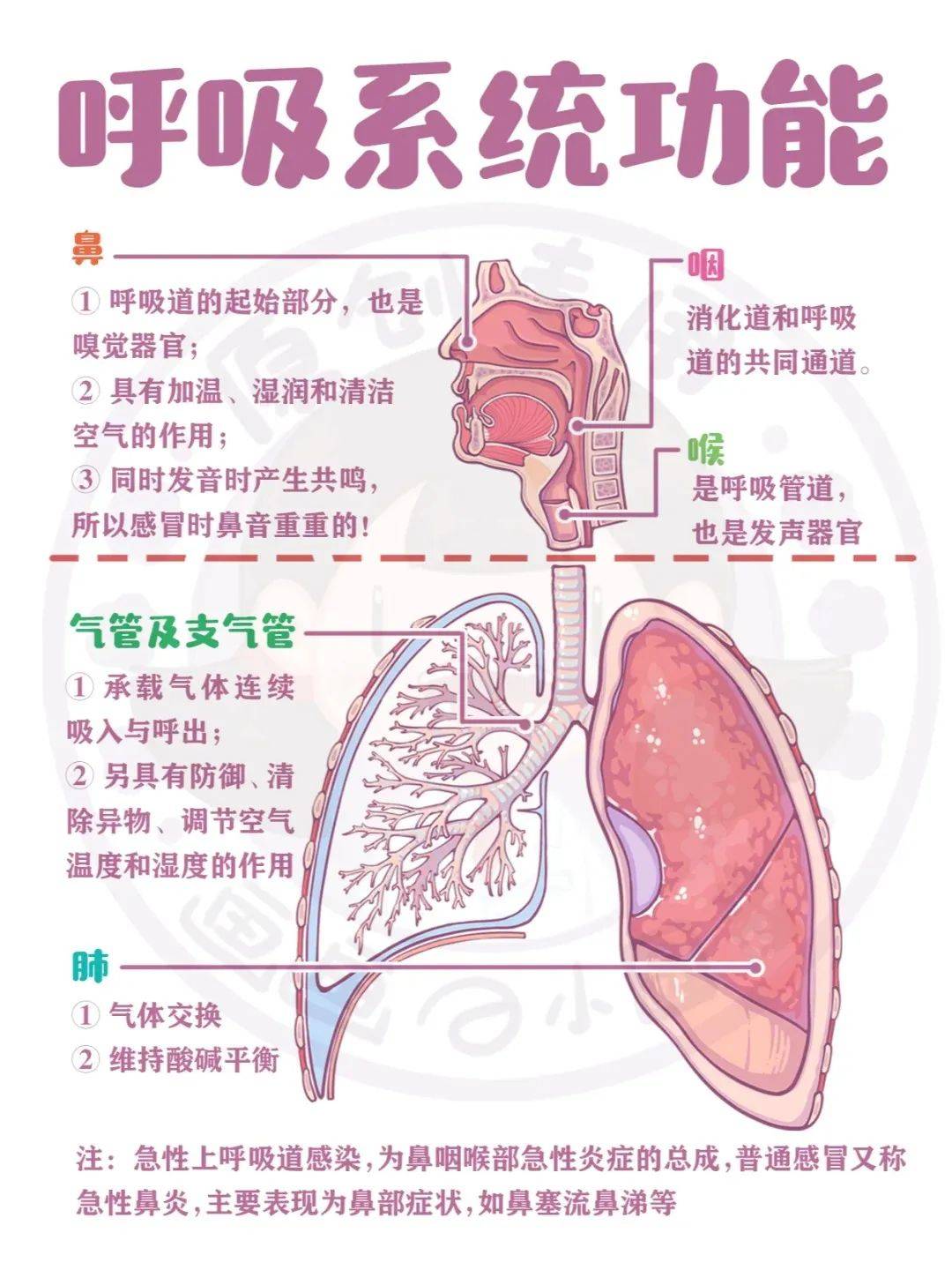 认识你的呼吸系统,关注呼吸健康!