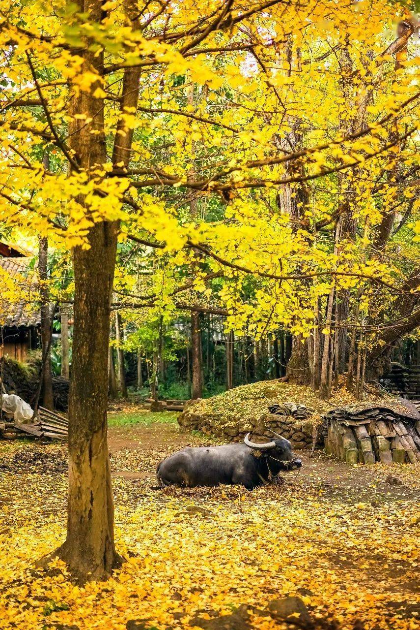 图片[50]-十二月最佳旅行地非它莫属，看银杏逛古城吃美食，现在去正好！ -华闻时空