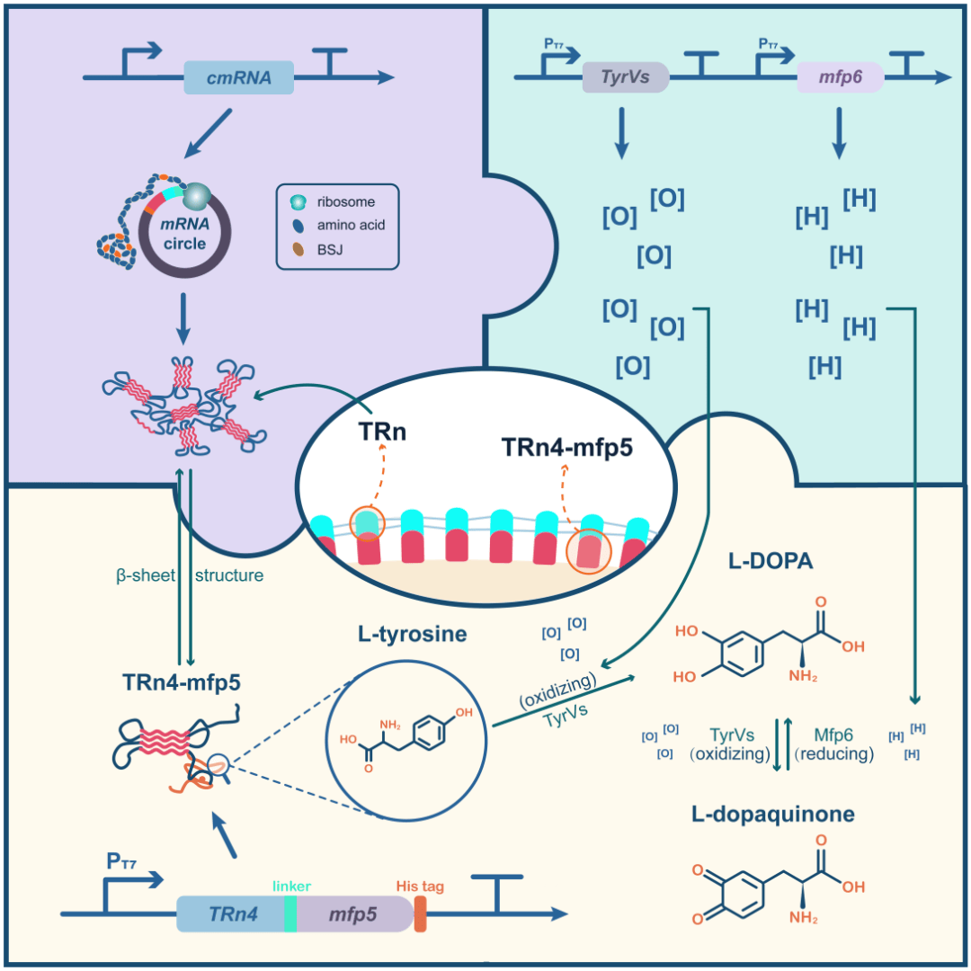 摘金夺银,实力出圈!