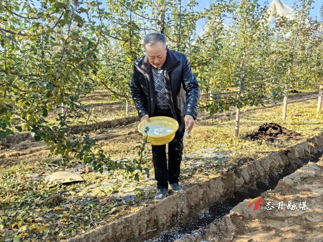 志丹县:秋施有机肥工作全面完成 夯实苹果产业丰产丰收基础
