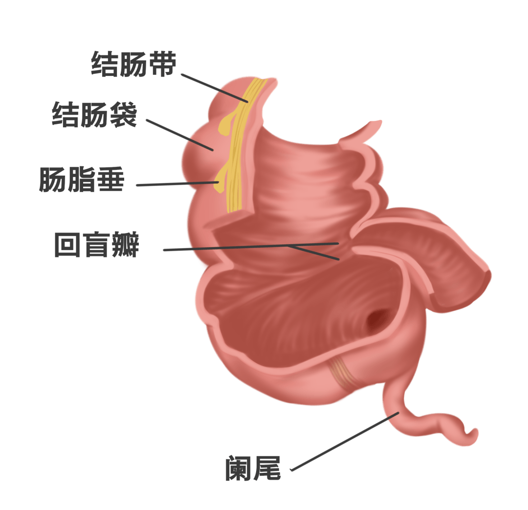 肠袢是什么图片