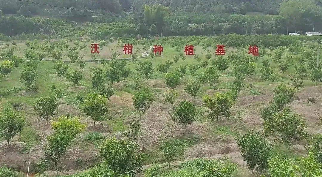 开云体育app桂圩镇：打造乡土特色品牌 做好“土特产”文章(图1)