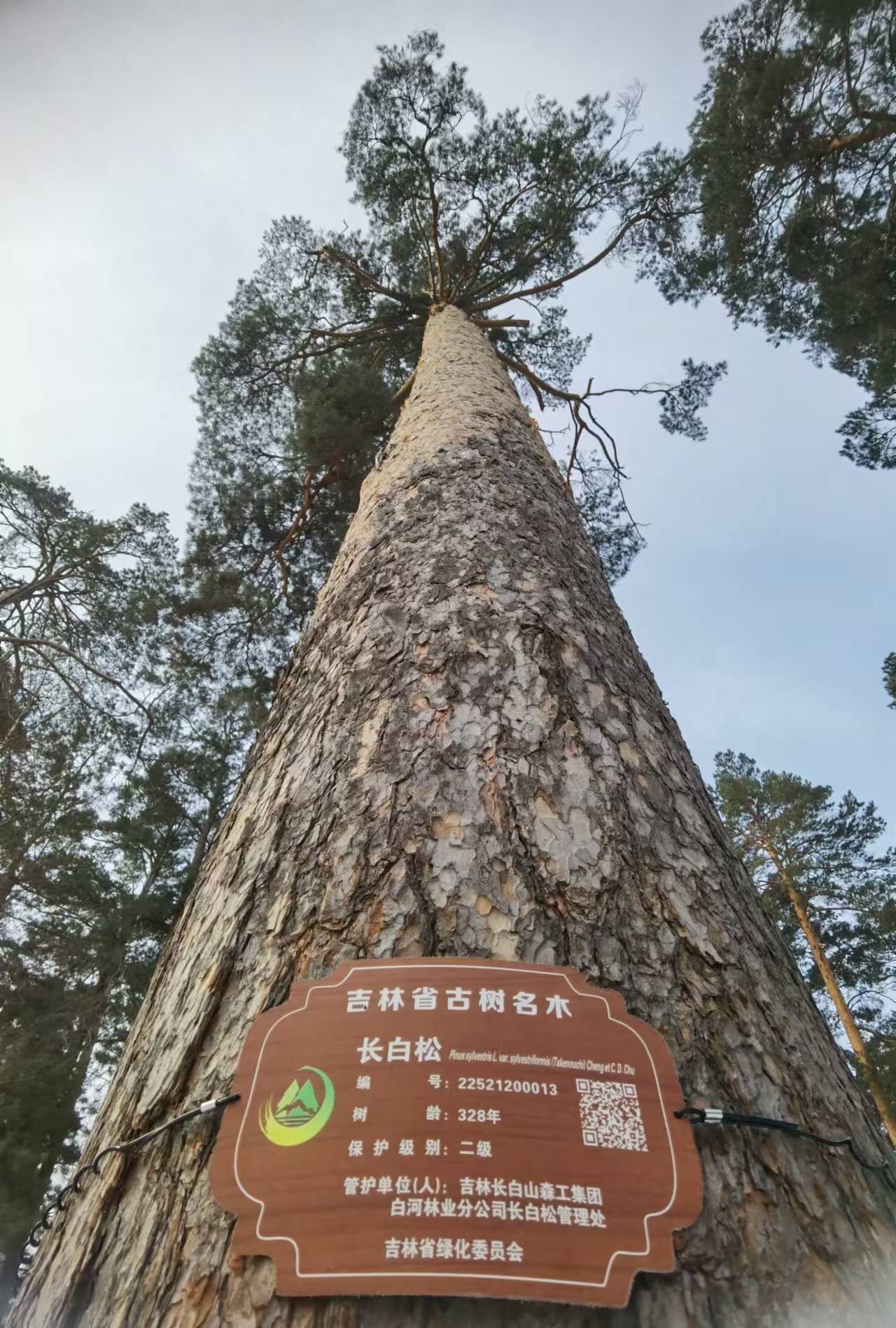 当美人松遇上冬雪长白山第一奇松的骨感气质来了
