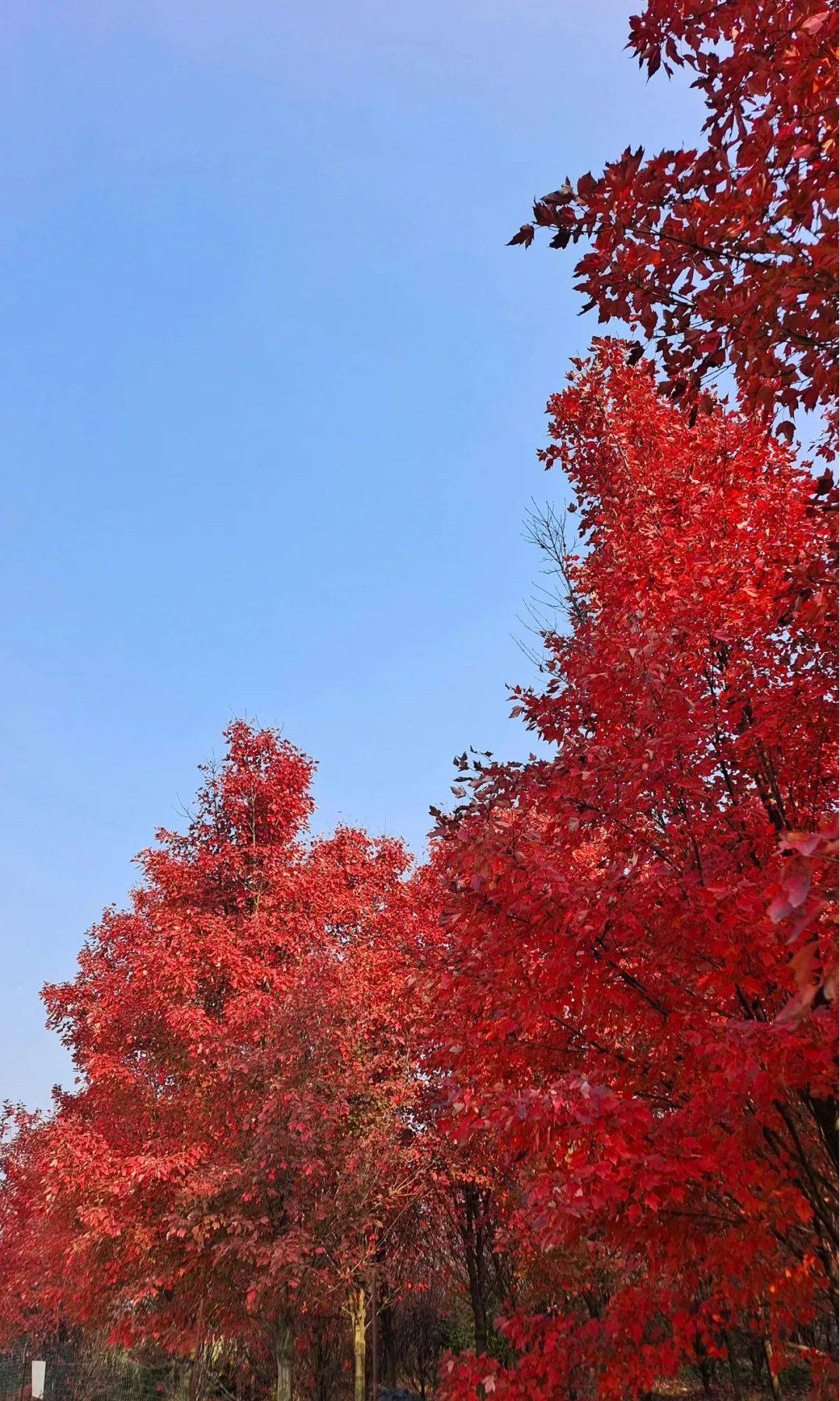 【one话题】去有"枫"的地方,广汉这里枫叶正红,快来打卡!