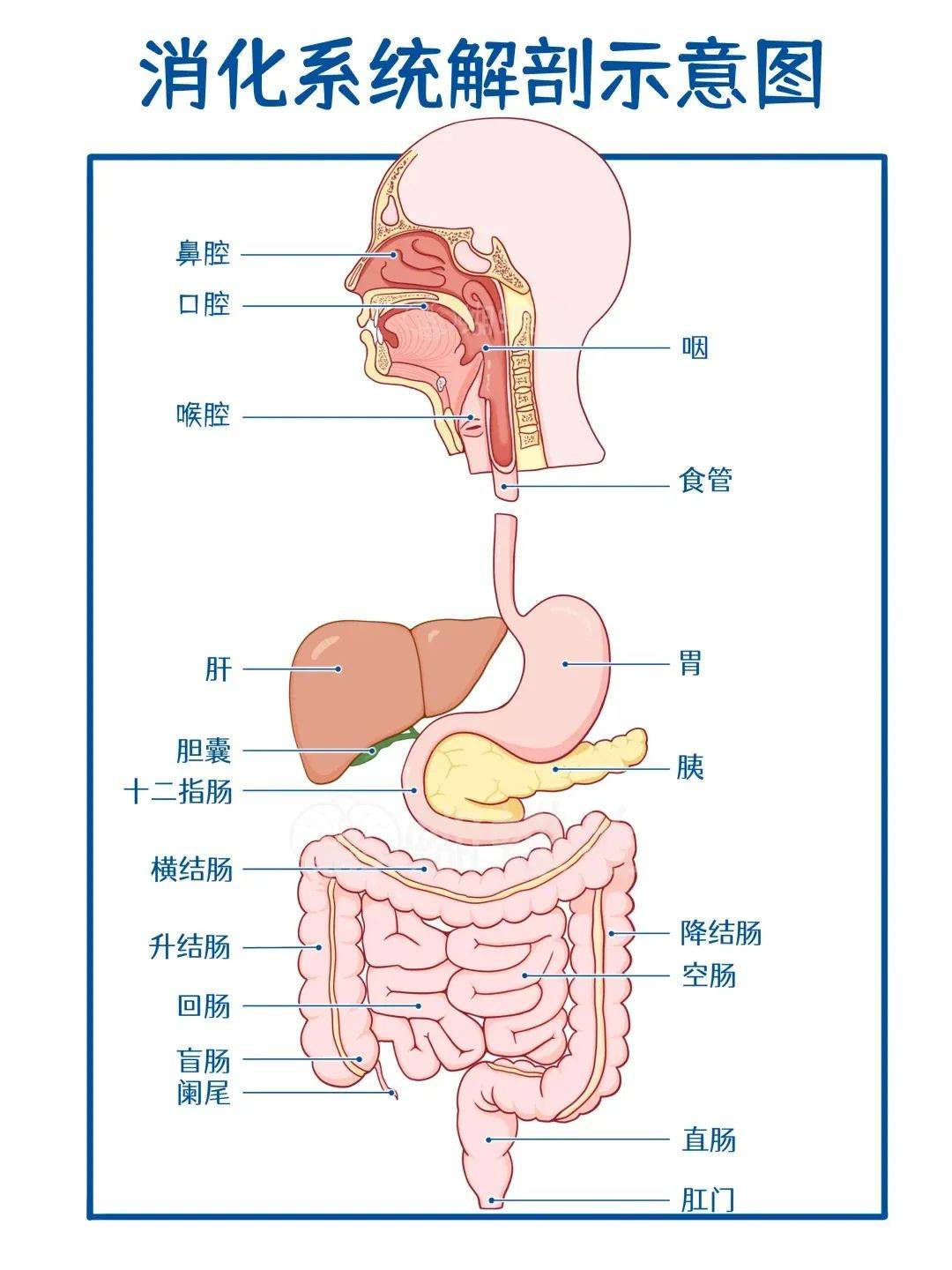 解读消化密码,守护消化健康