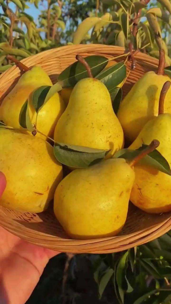 这个品种叫山东太婆梨,软软糯糯的 汁水非常丰富,真的嘎嘎好吃 香蕉梨
