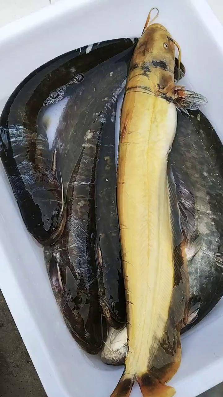 野生鲶鱼,想吃的可以约了