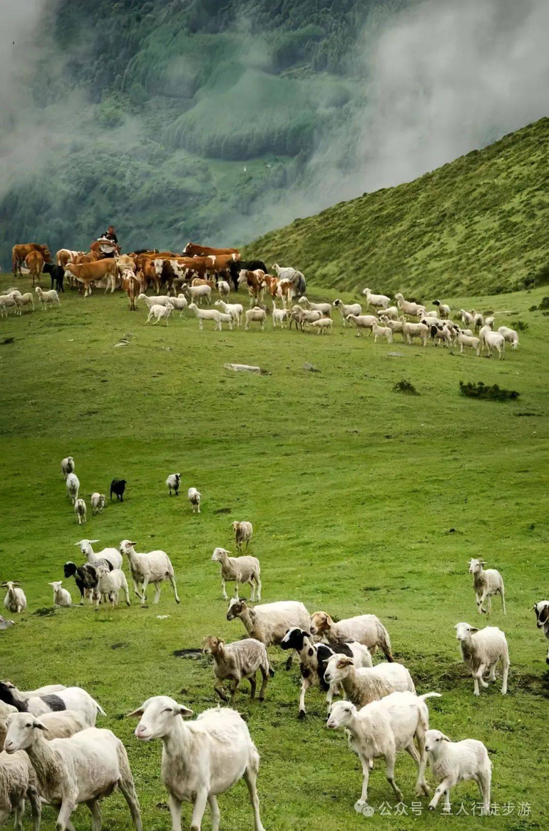 12月15日 周日:卓西牧场