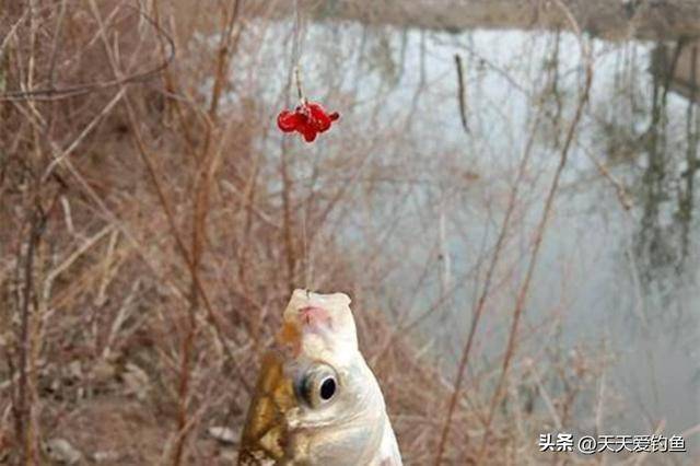 红虫钓鲫鱼绝密技巧图片