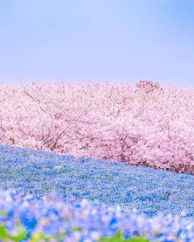 春日最美"小野花,小盆栽也能开成梦幻蓝色花海