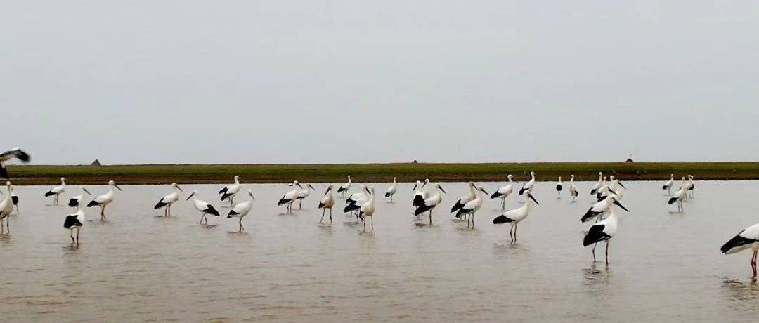 南矶湿地保护区监测到东方白鹳近5000羽_调查_水鸟_动物