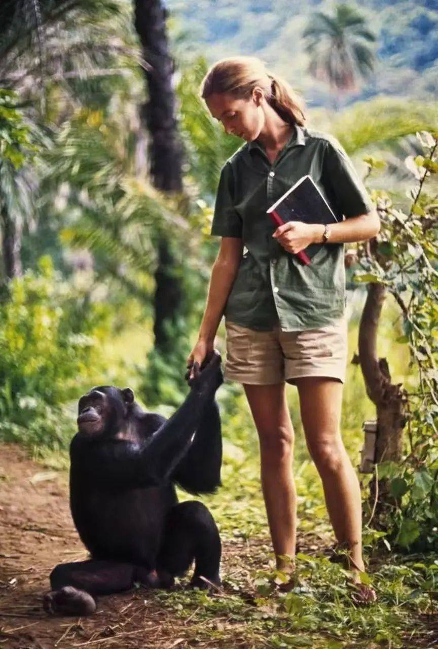 嫁给大猩猩的女科学家图片