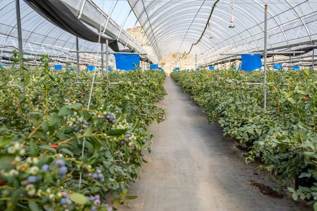 东区阿署达村50亩蓝莓"抢鲜"上市!