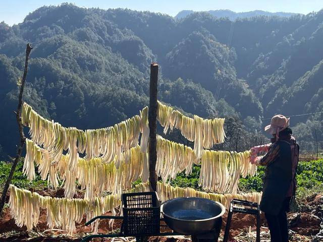 禄劝撒营盘镇三合村水果萝卜助开云体育农增收(图2)
