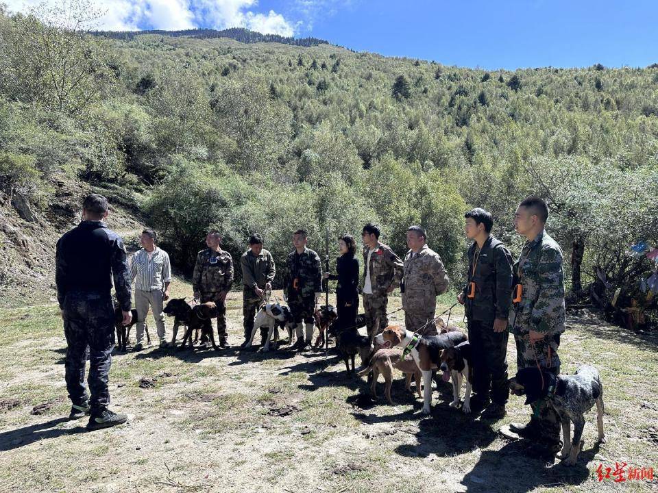 揭秘“野豬獵捕隊”丨海拔3000米高山密林，記者跟隊直擊獵捕野豬全過程