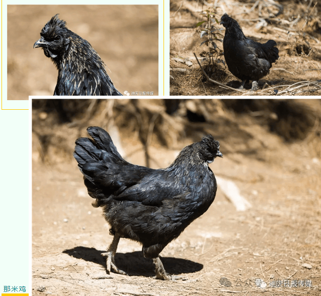 喜讯!维西那米鸡入选"全国特质农品"名录